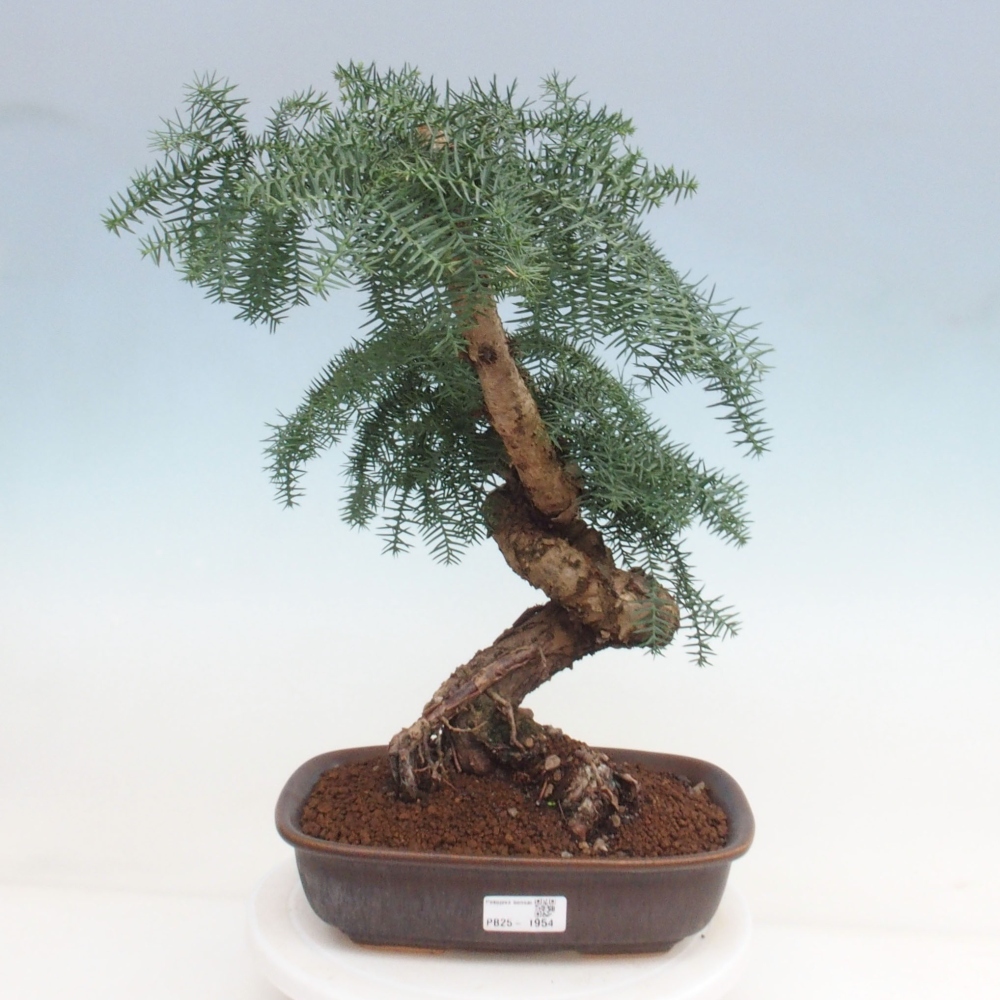Pokojová bonsai - Araukarie - pokojový smrček