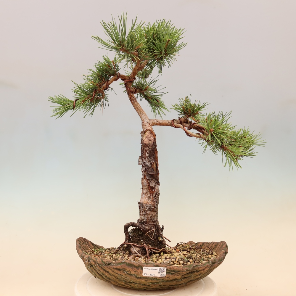 Venkovní bonsai - Pinus Sylvestris Watererri - Borovice lesní
