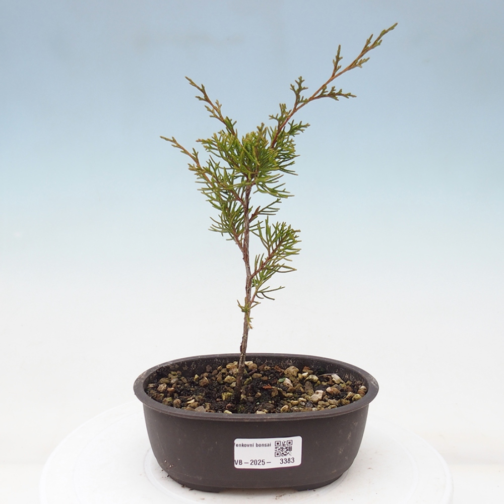 Venkovní bonsai - Juniperus chinensis Itoigawa -Jalovec čínský