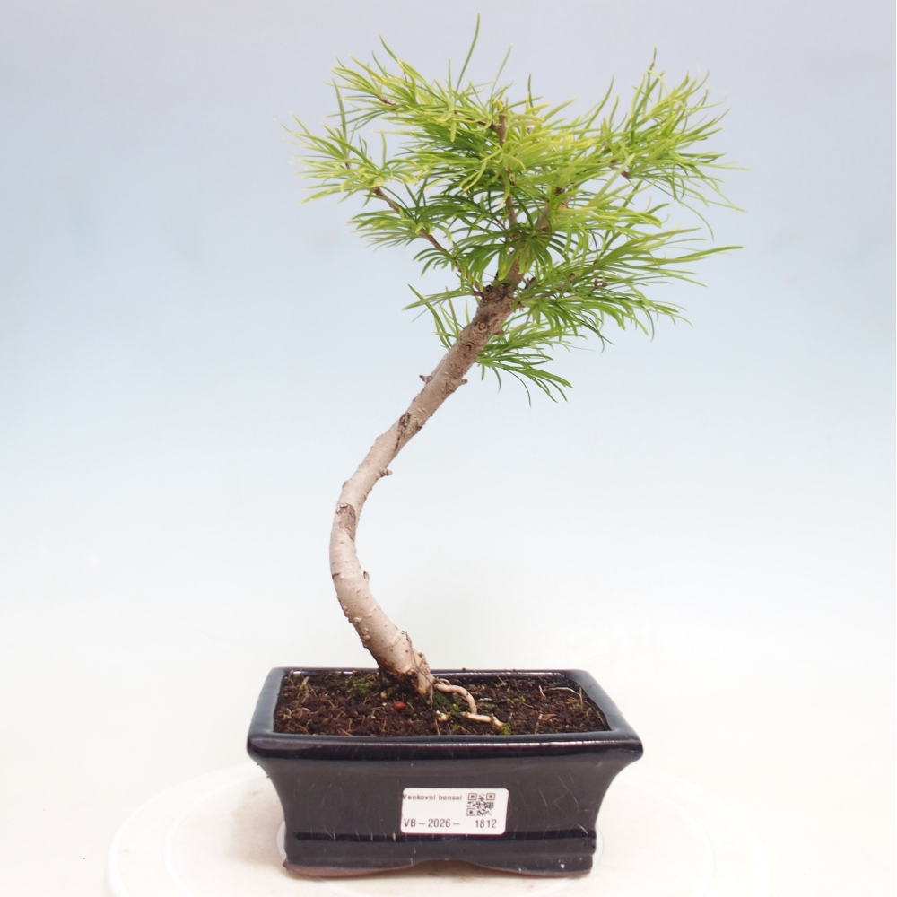 Venkovní bonsai -Pseudolarix amabis-Pamodřín