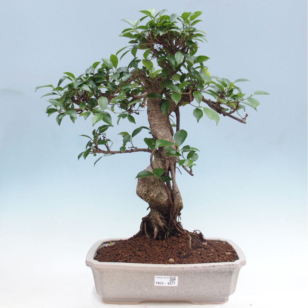 Pokojová bonsai - Ficus retusa -  malolistý fíkus