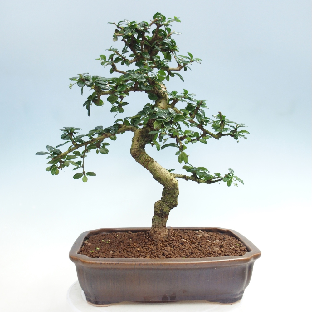 Pokojová bonsai - Carmona macrophylla - Čaj fuki