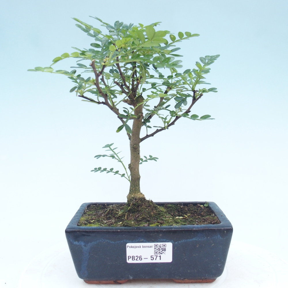 Pokojová bonsai - Zantoxylum piperitum - pepřovník