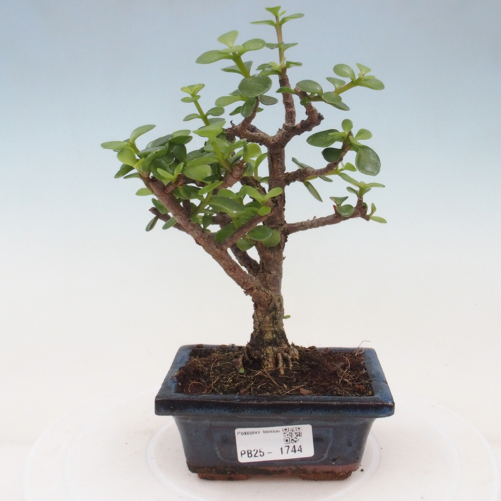 Pokojová bonsai - Portulakaria Afra - Tlustice
