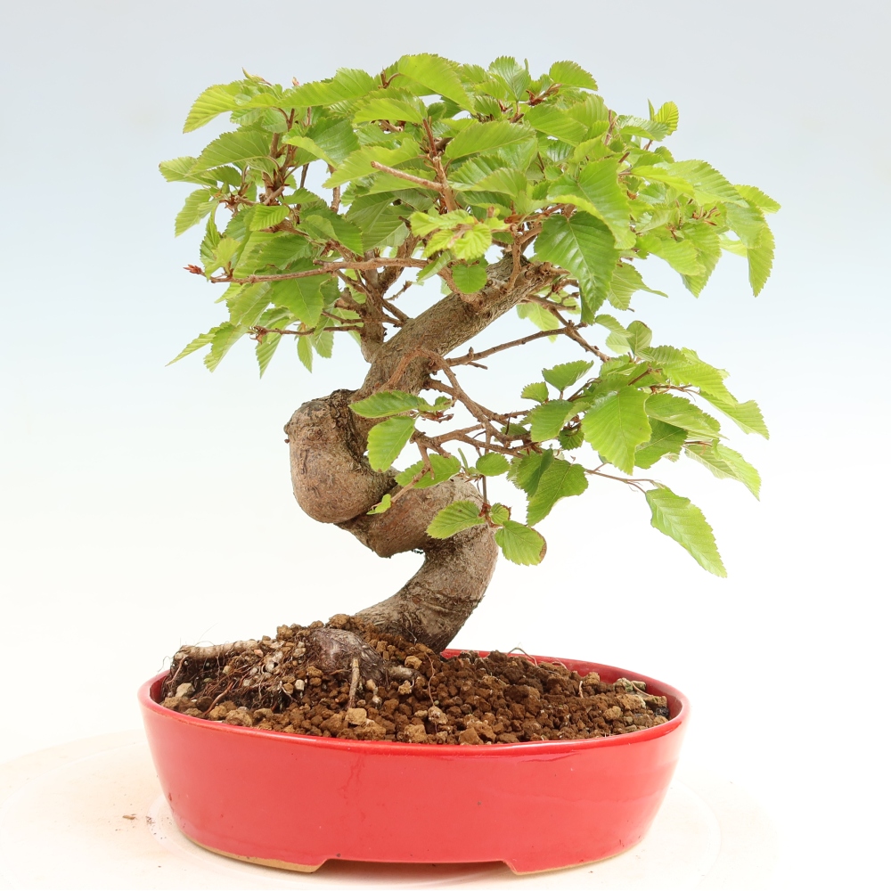 Venkovní bonsai -Carpinus coreana - Habr korejský
