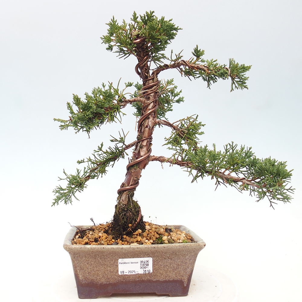 Venkovní bonsai - Juniperus chinensis Kishu -Jalovec čínský