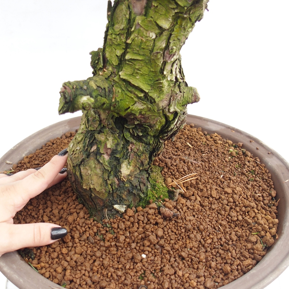 Venkovní bonsai - Pinus parviflora - Borovice drobnokvětá