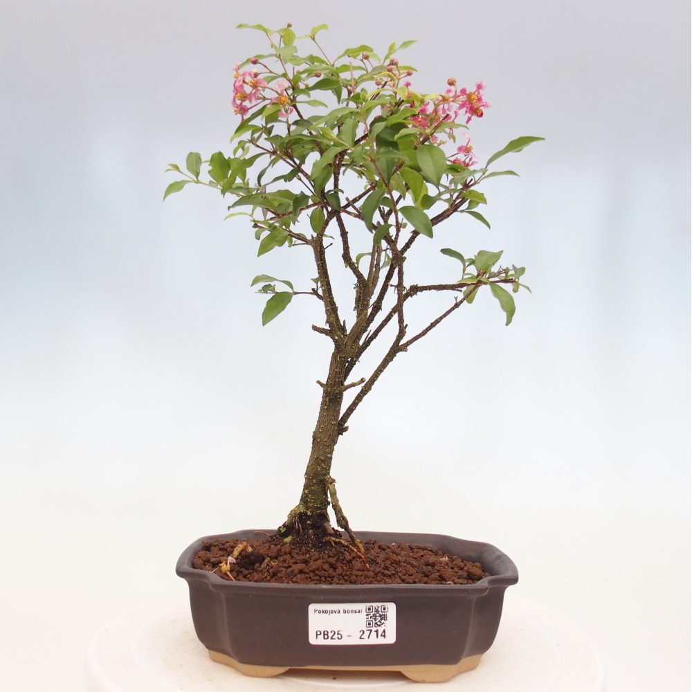Pokojová bonsai - Malpighia coccigera- Barbdorská třešeň