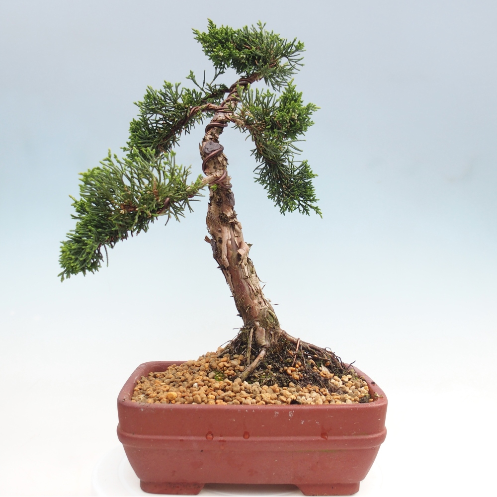 Venkovní bonsai - Juniperus chinensis Kishu -Jalovec čínský