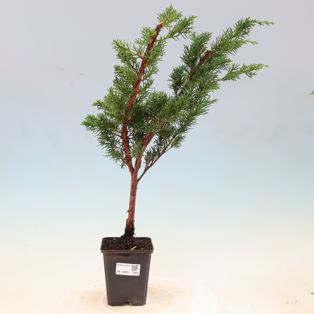 Venkovní bonsai - Juniperus chinensis Kishu -Jalovec čínský