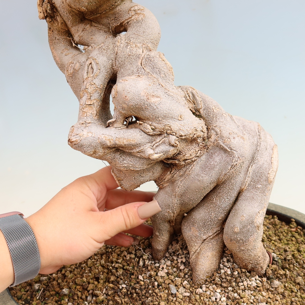 Venkovní bonsai - Acer Buergerianum - Javor Burgerův
