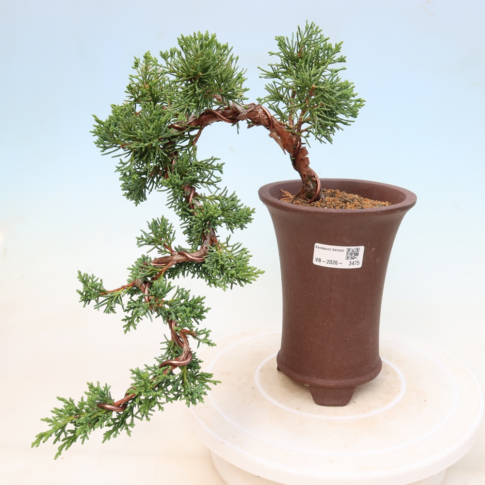 Venkovní bonsai - Juniperus chinensis Kishu -Jalovec čínský