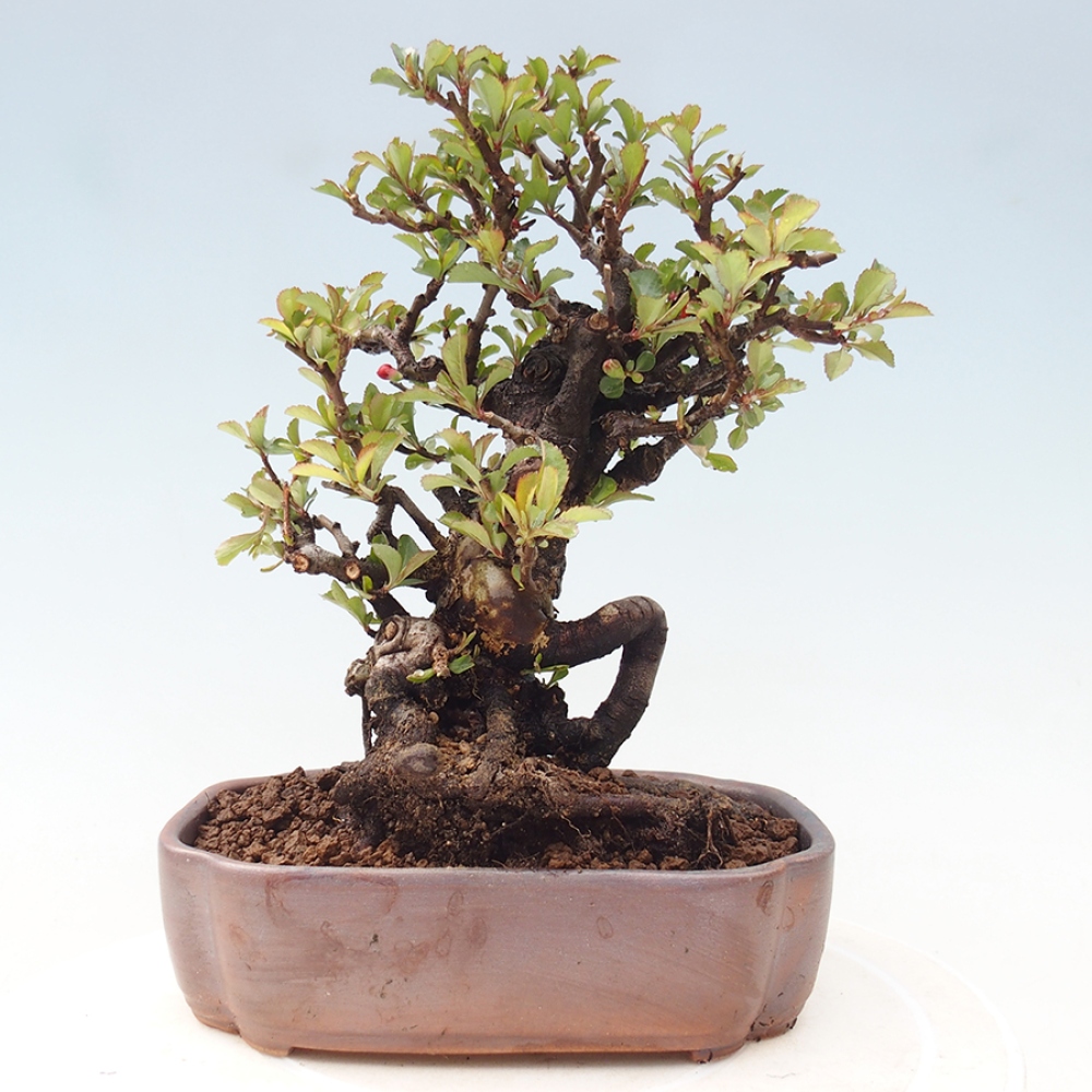 Venkovní  bonsai -  Chaneomeles speciosa - Kdoulovec ozdobný