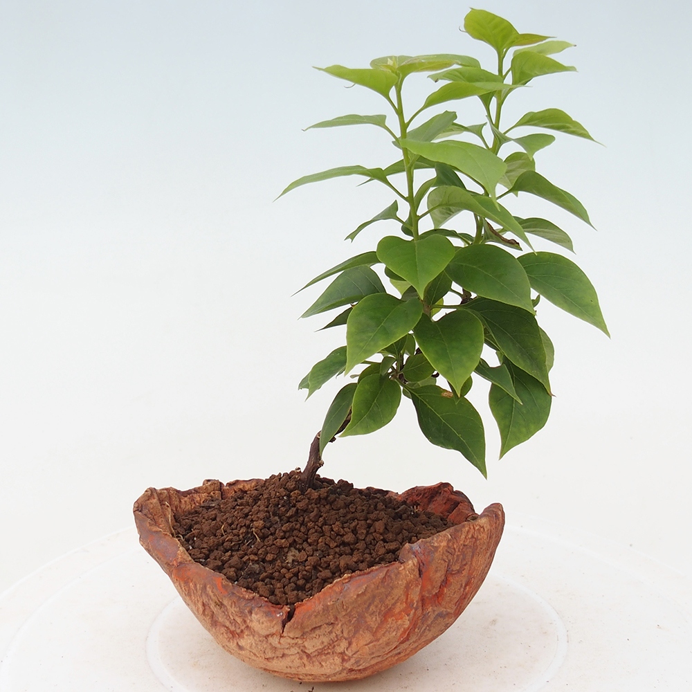 Pokojová bonsai - Bouganwilea