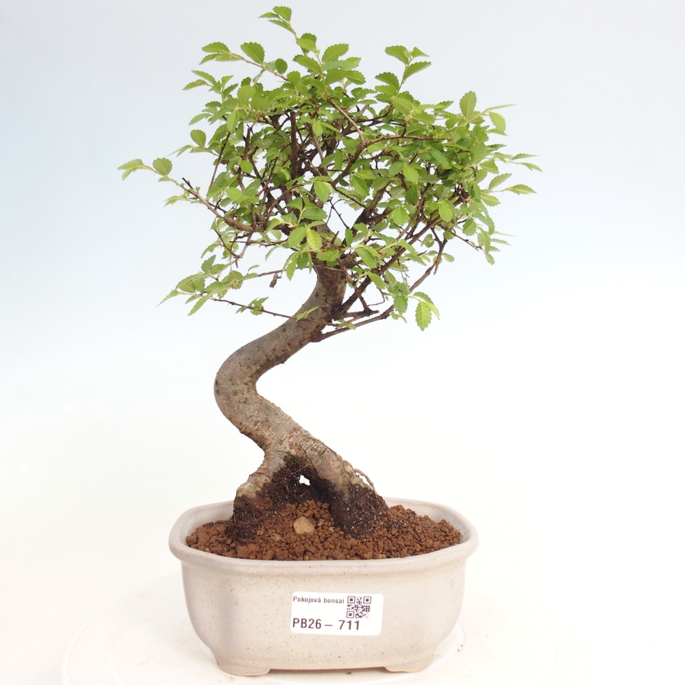 Pokojová bonsai - Ulmus parvifolia - Malolistý jilm