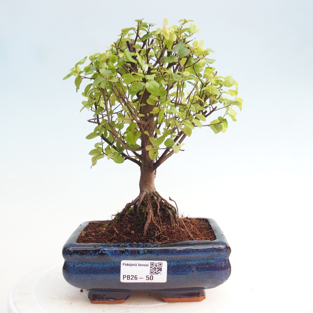 Pokojová bonsai - Sagerécie thea - Sagerécie thea