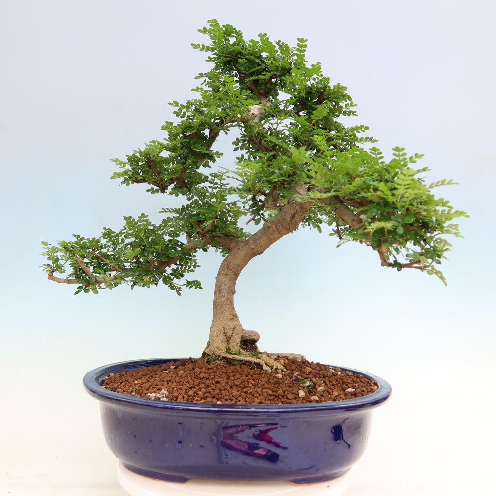 Pokojová bonsai - Zantoxylum piperitum - pepřovník