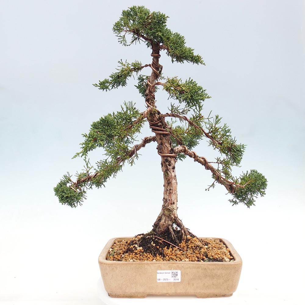 Venkovní bonsai - Juniperus chinensis Kishu -Jalovec čínský