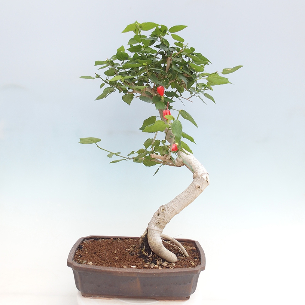 Pokojová bonsai - Malvaviscus arboreus - ibiškovec dřevnatý