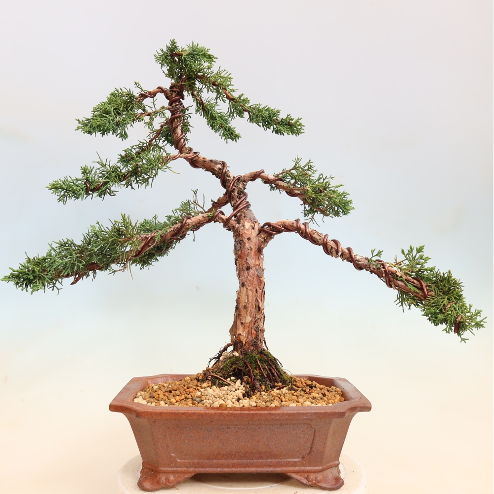 Venkovní bonsai - Juniperus chinensis Kishu -Jalovec čínský