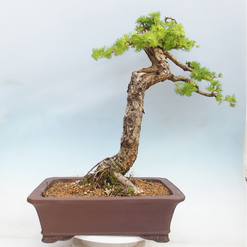 Venkovní bonsai -Larix decidua - Modřín opadavý 