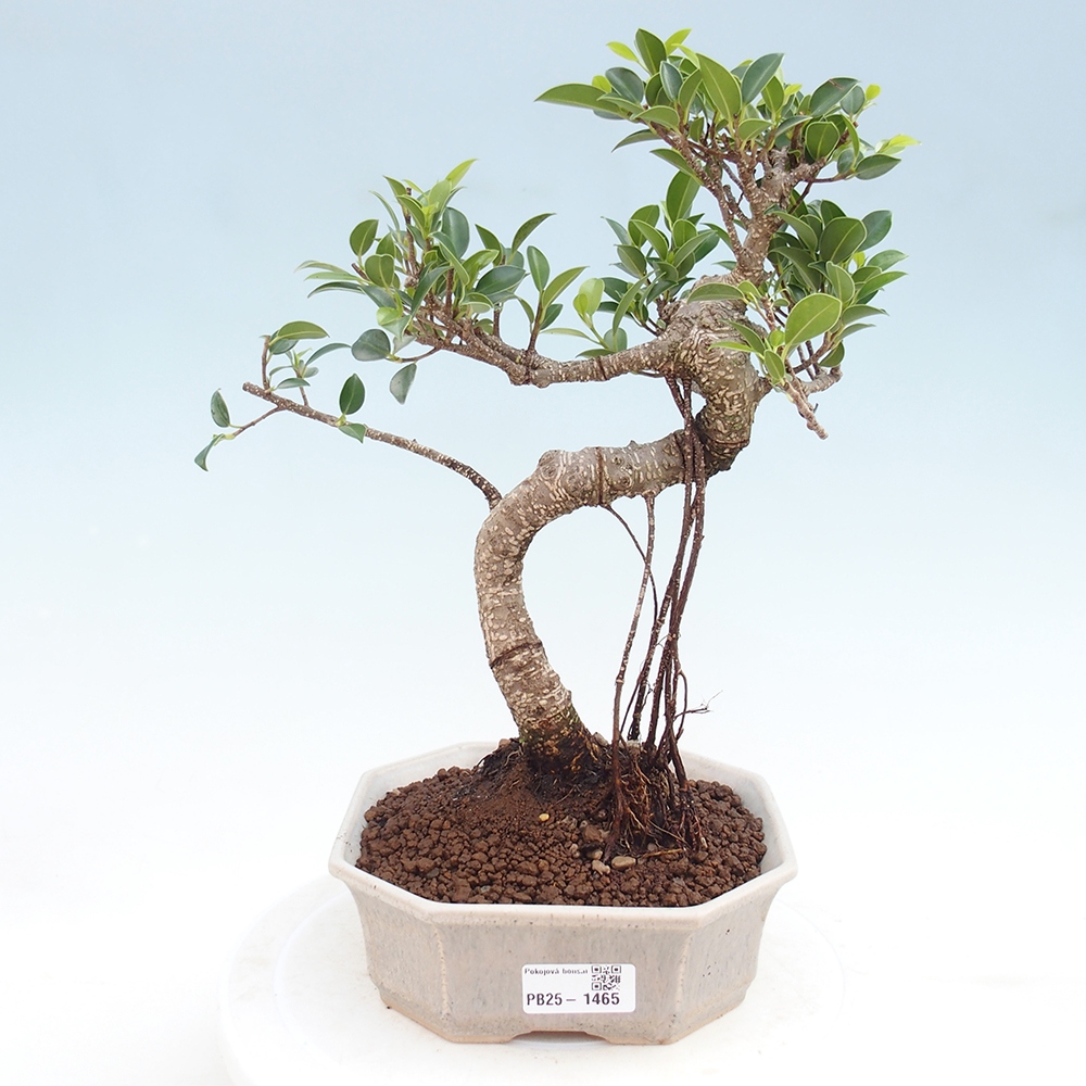 Pokojová bonsai - Ficus retusa -  malolistý fíkus