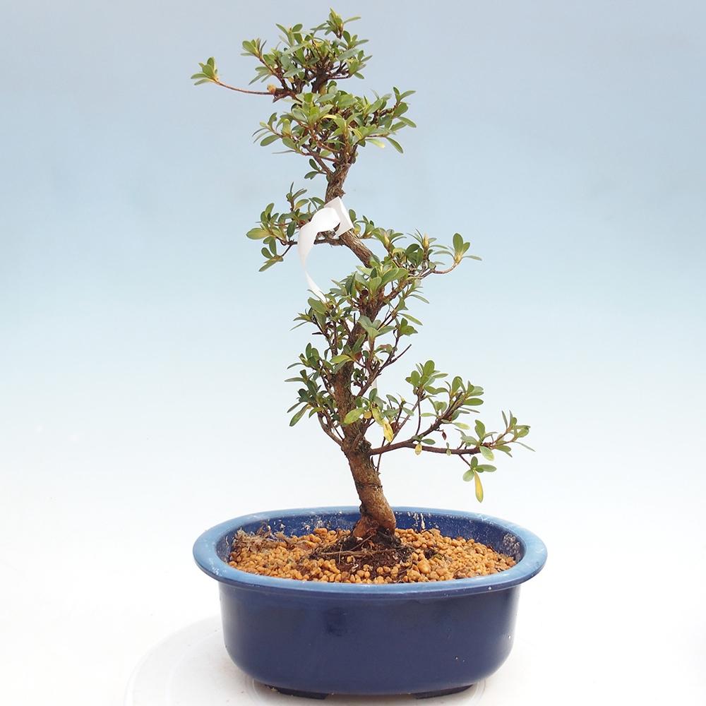 Venkovní bonsai - Japonská azalka - Azalea Kinsho