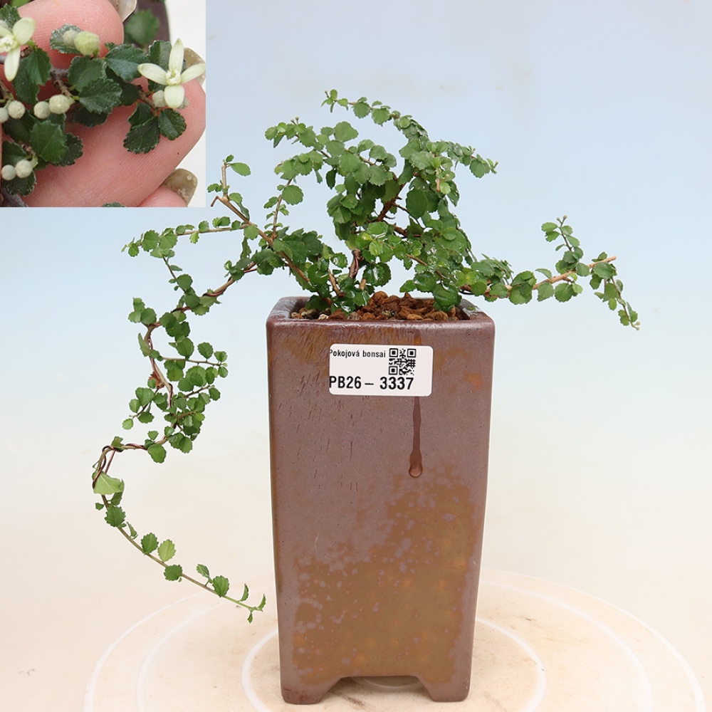 Pokojová bonsai - Grewia sp. - Grewie malolistá