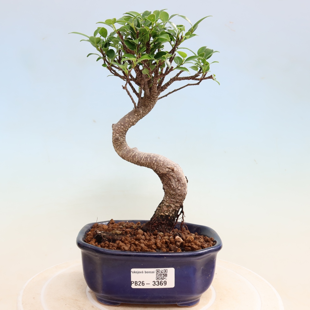 Pokojová bonsai - Ficus kimmen -  malolistý fíkus