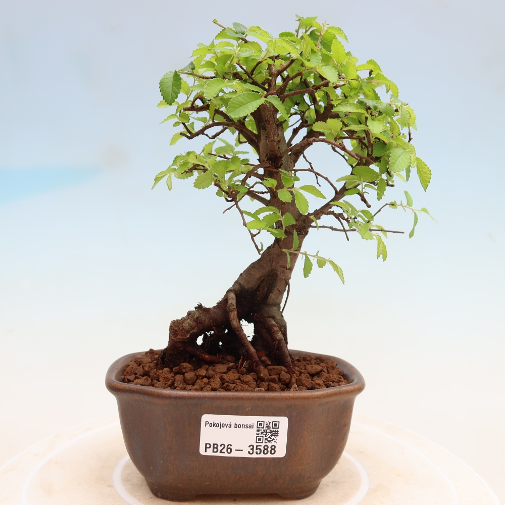 Pokojová bonsai - Ulmus parvifolia - Malolistý jilm