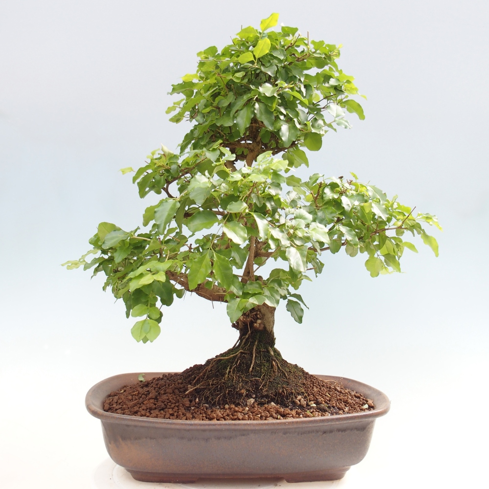 Pokojová bonsai -Ligustrum chinensis - Ptačí zob