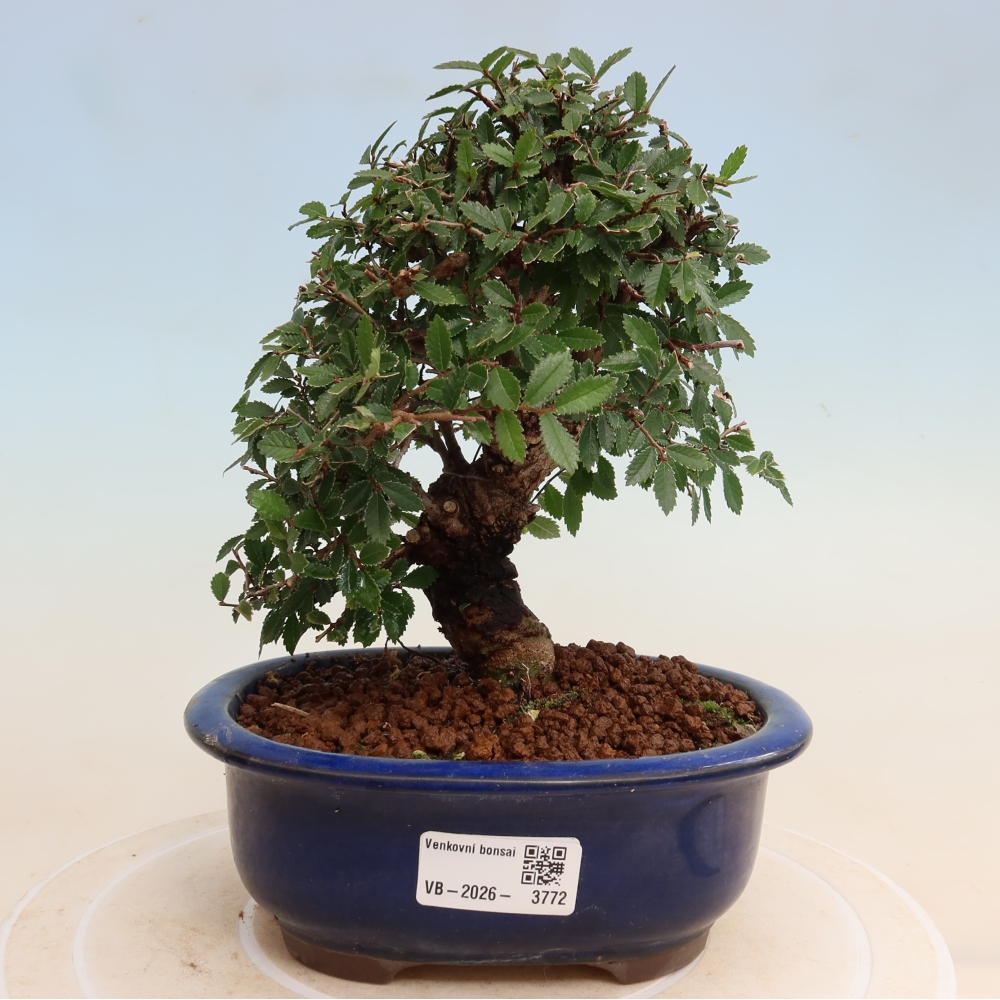 Venkovní bonsai - Zelkova - Zelkova NIRE