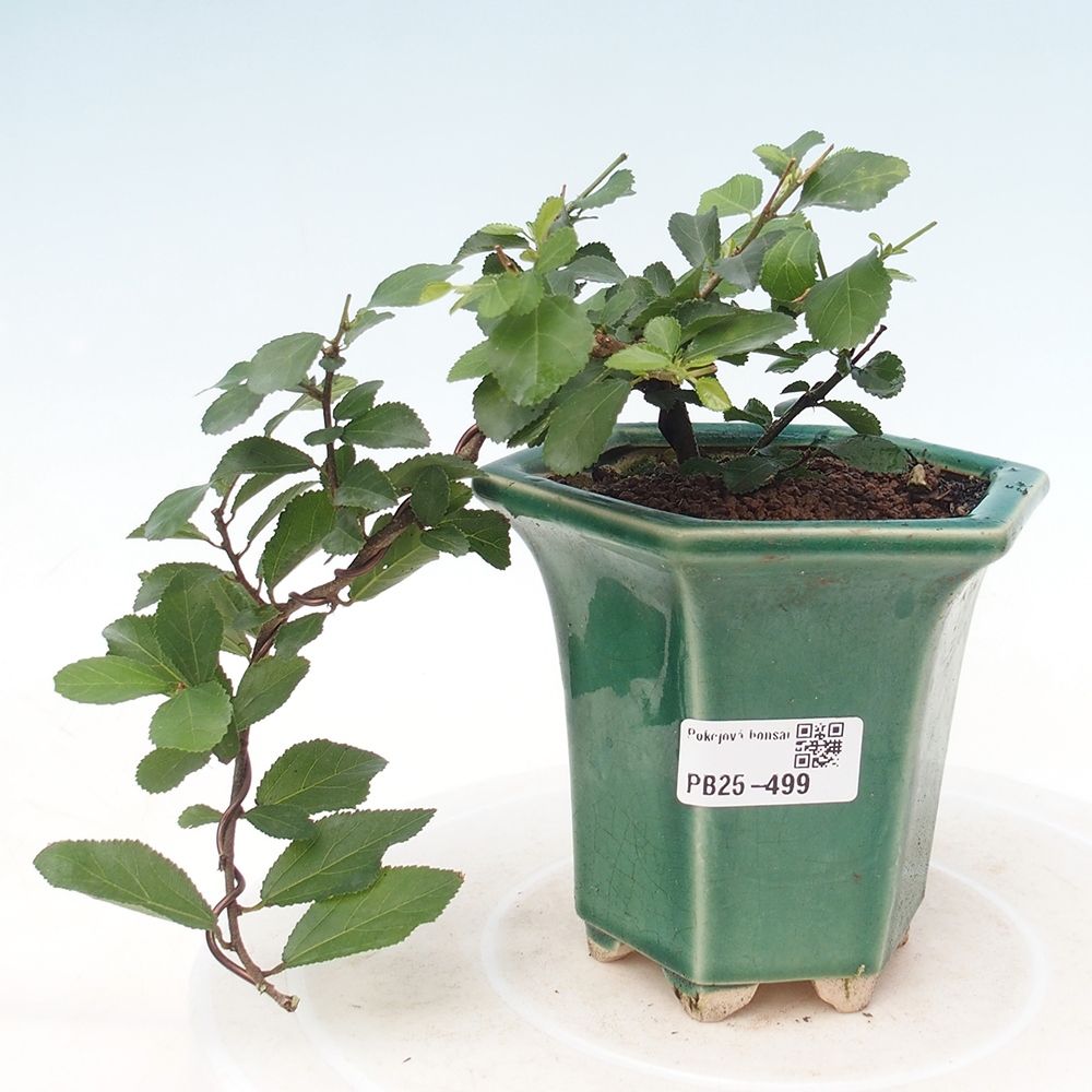 Pokojová bonsai - Grewia occidentalis - Hvězdice levandulová