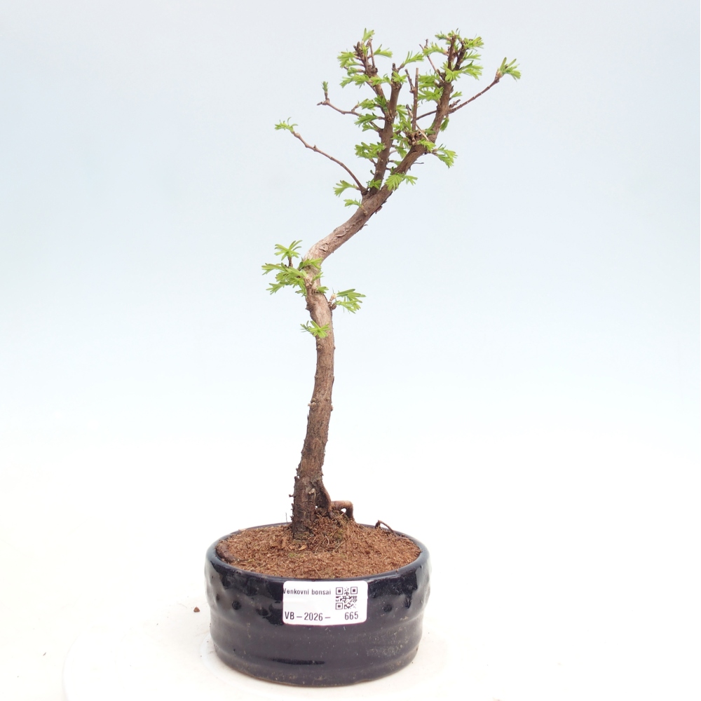 Venkovní bonsai - Metasequoia glyptostroboides - Metasekvoje čínská