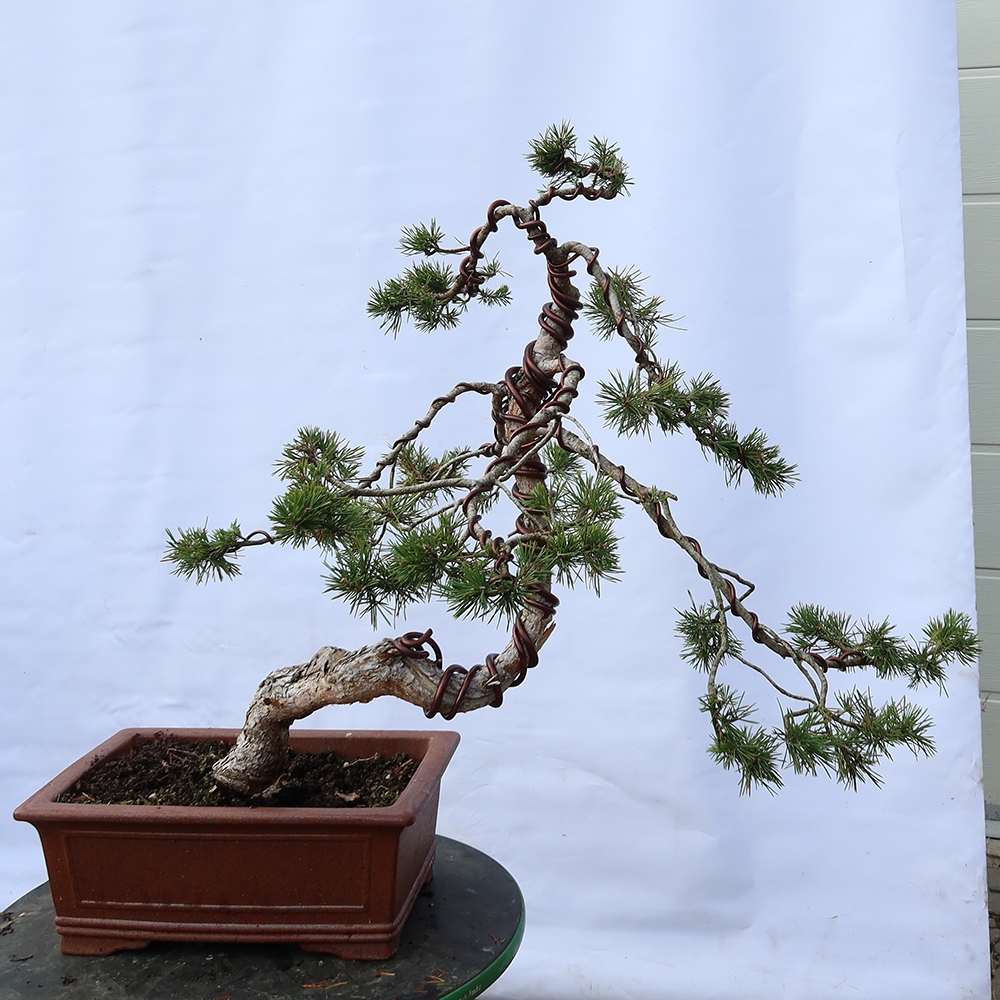 Pinus sylvestris Španělsko - borovice lesní