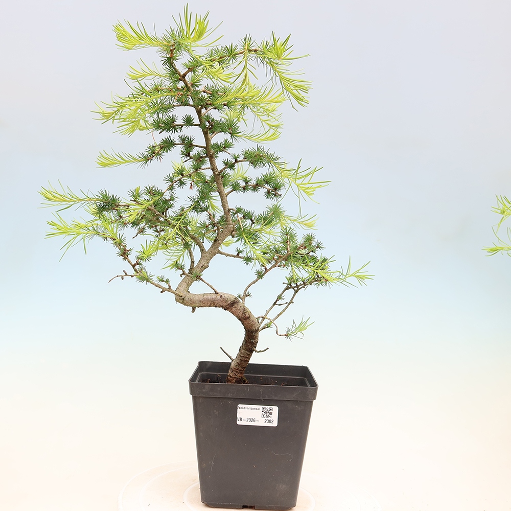 Venkovní bonsai -Larix decidua - Modřín opadavý 