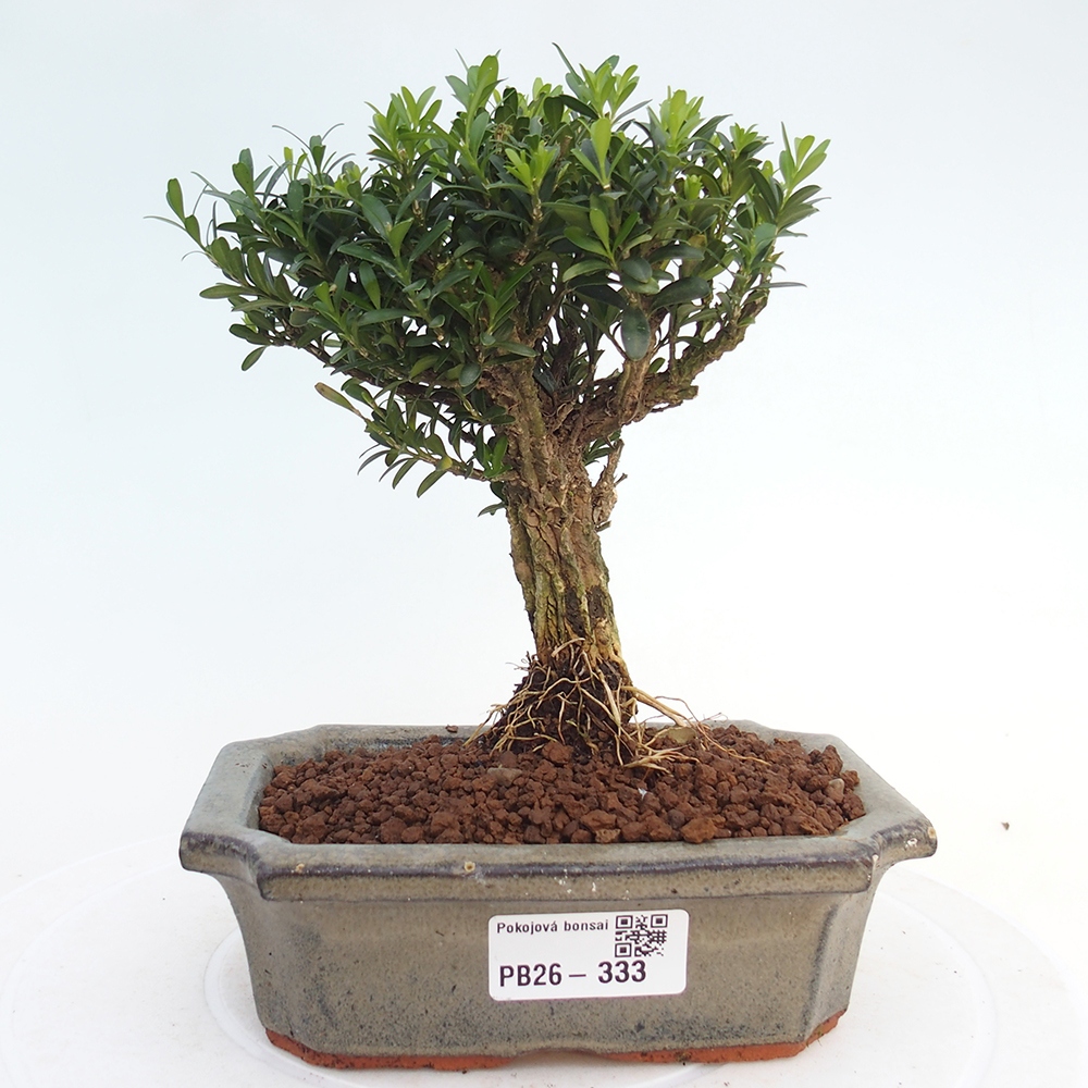 Pokojová bonsai - Buxus harlandii -korkový buxus