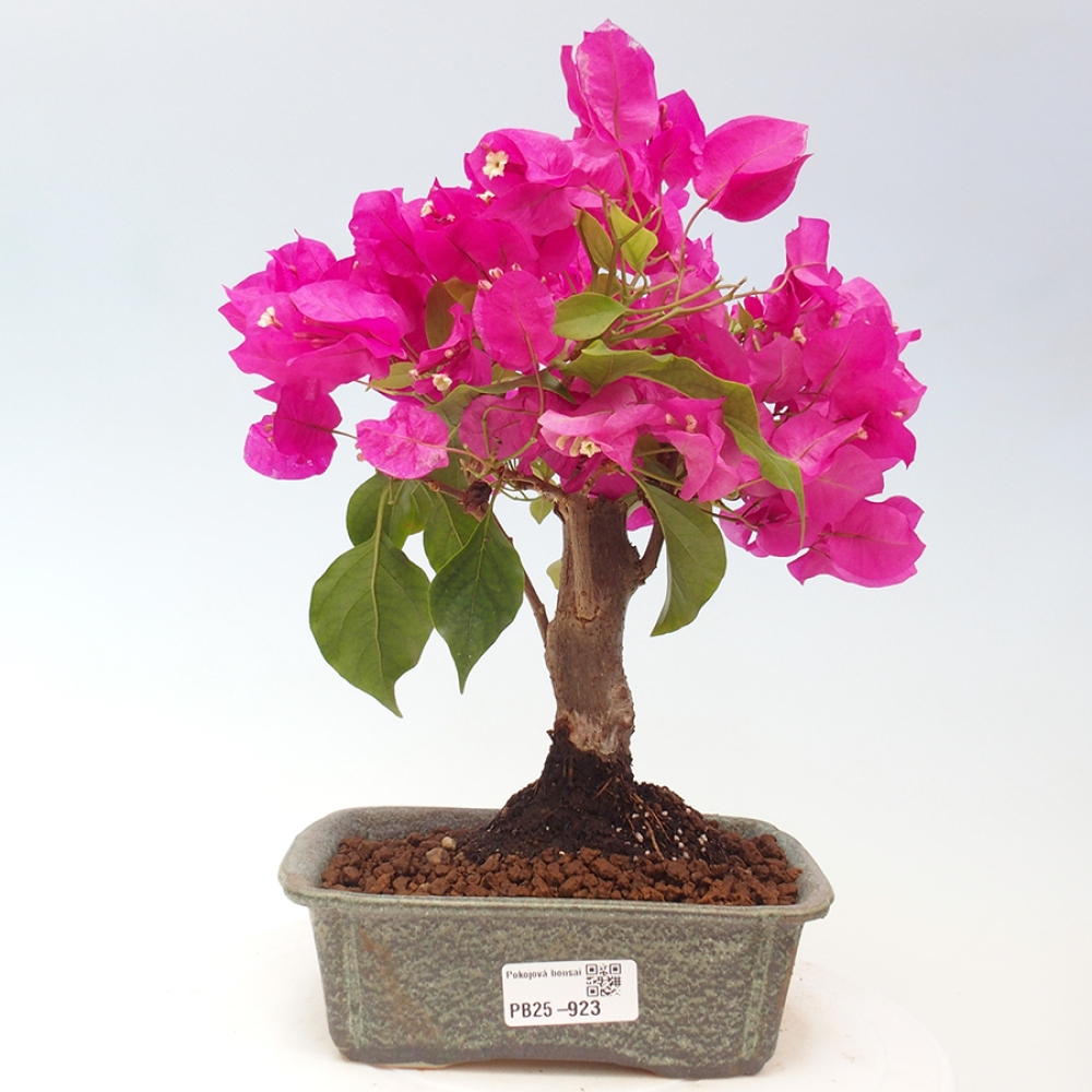 Pokojová bonsai - Bouganwilea