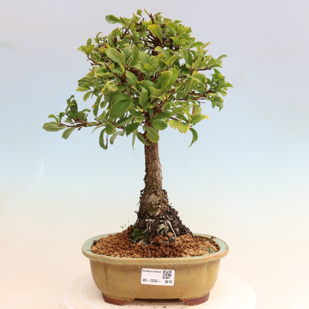 Venkovní bonsai - Zelkova - Zelkova NIRE