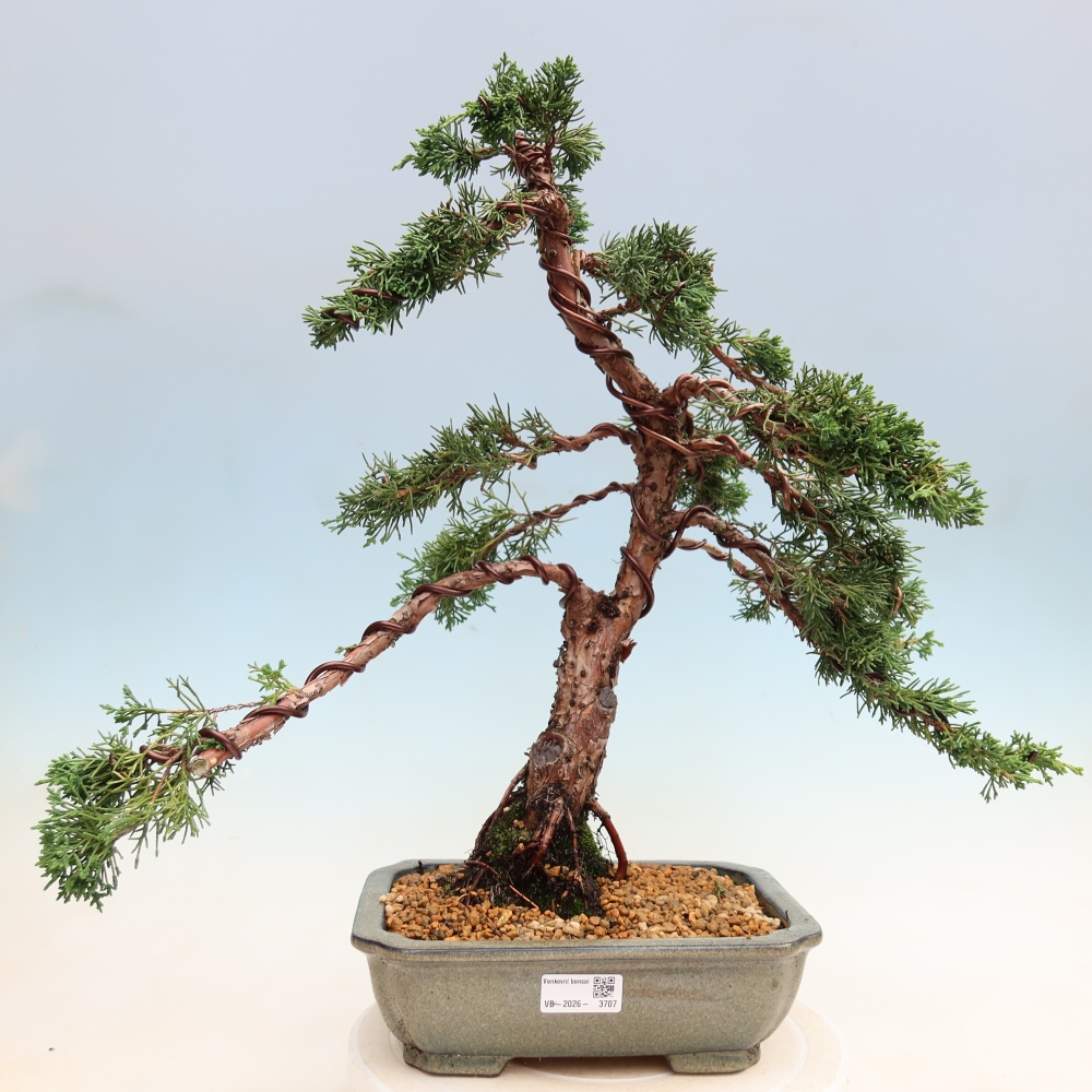 Venkovní bonsai - Juniperus chinensis Kishu -Jalovec čínský