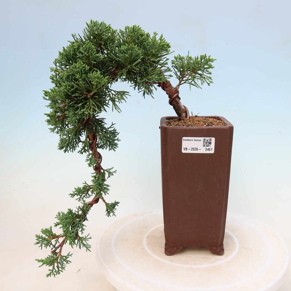 Venkovní bonsai - Juniperus chinensis Kishu -Jalovec čínský