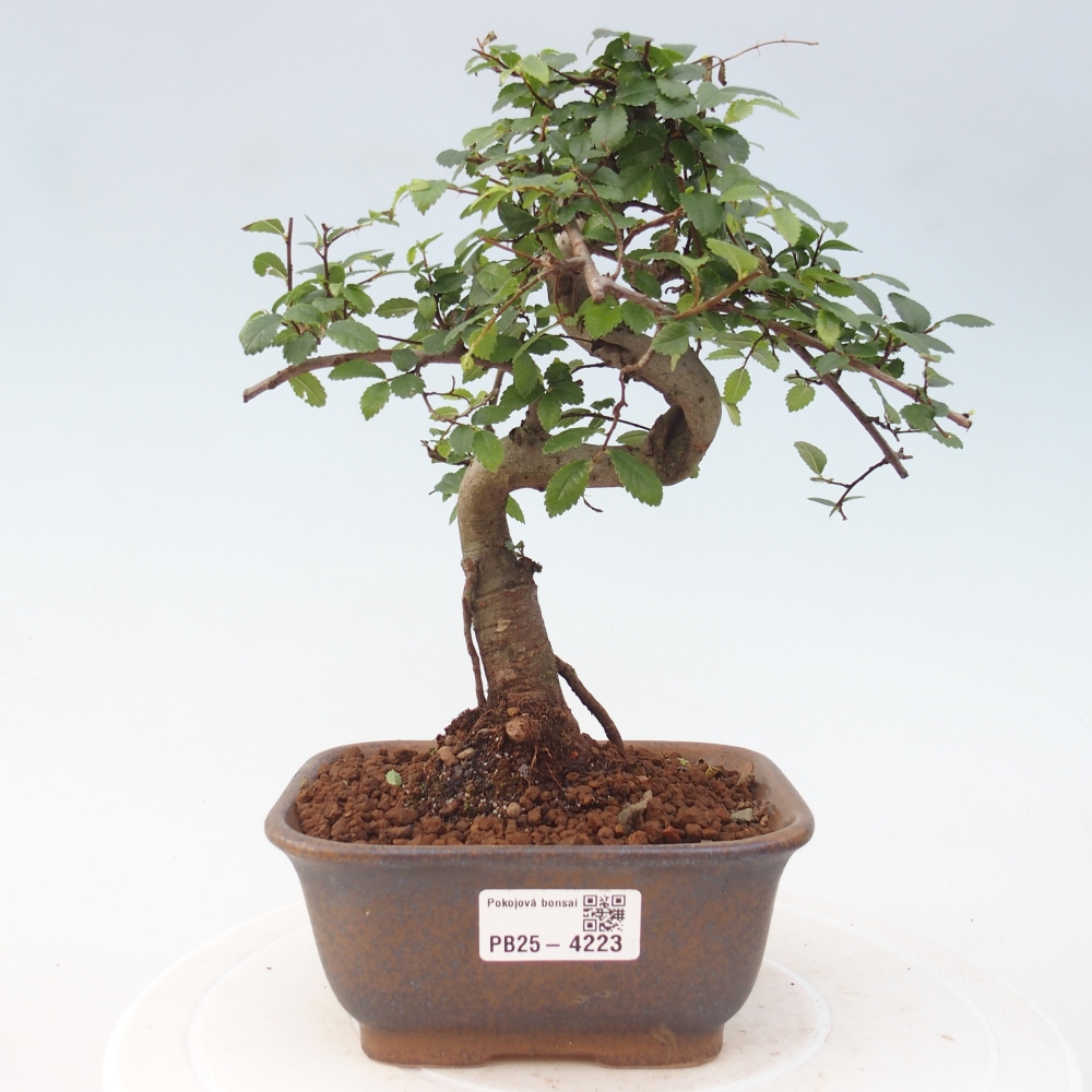 Pokojová bonsai - Ulmus parvifolia - Malolistý jilm