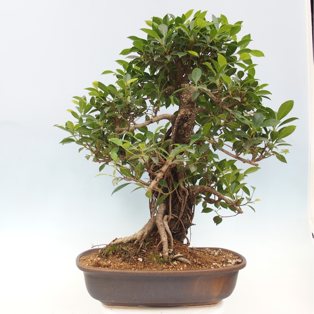 Pokojová bonsai - Ficus kimmen -  malolistý fíkus - POUZE OSOBNÍ ODBĚR nebo paletová přeprava