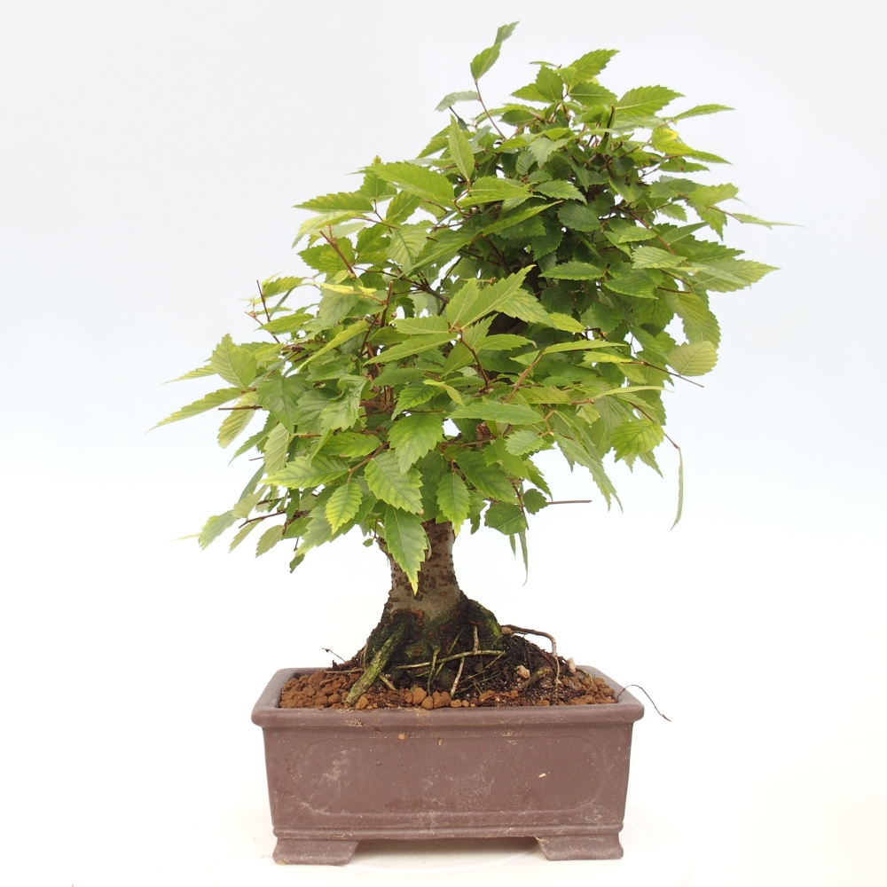 Venkovní bonsai - Zelkova - Zelkova serrata