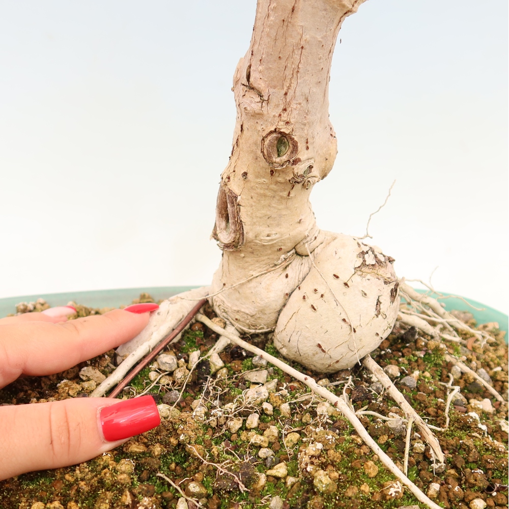 Pokojová bonsai - Hibiscus tiliaceus - Ibišek lípovitý, morský