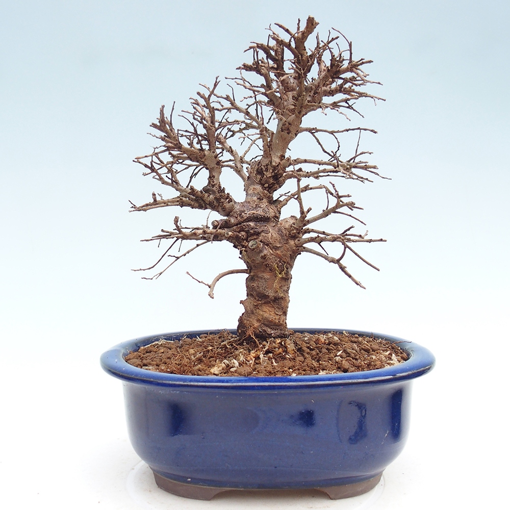 Venkovní bonsai - Zelkova - Zelkova NIRE