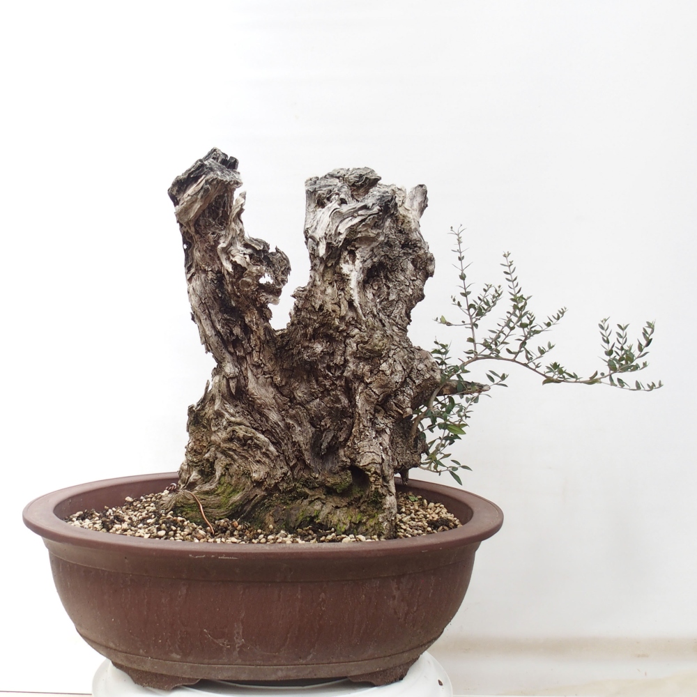 Pokojová bonsai - Olea europaea sylvestris -Oliva evropská drobnolistá