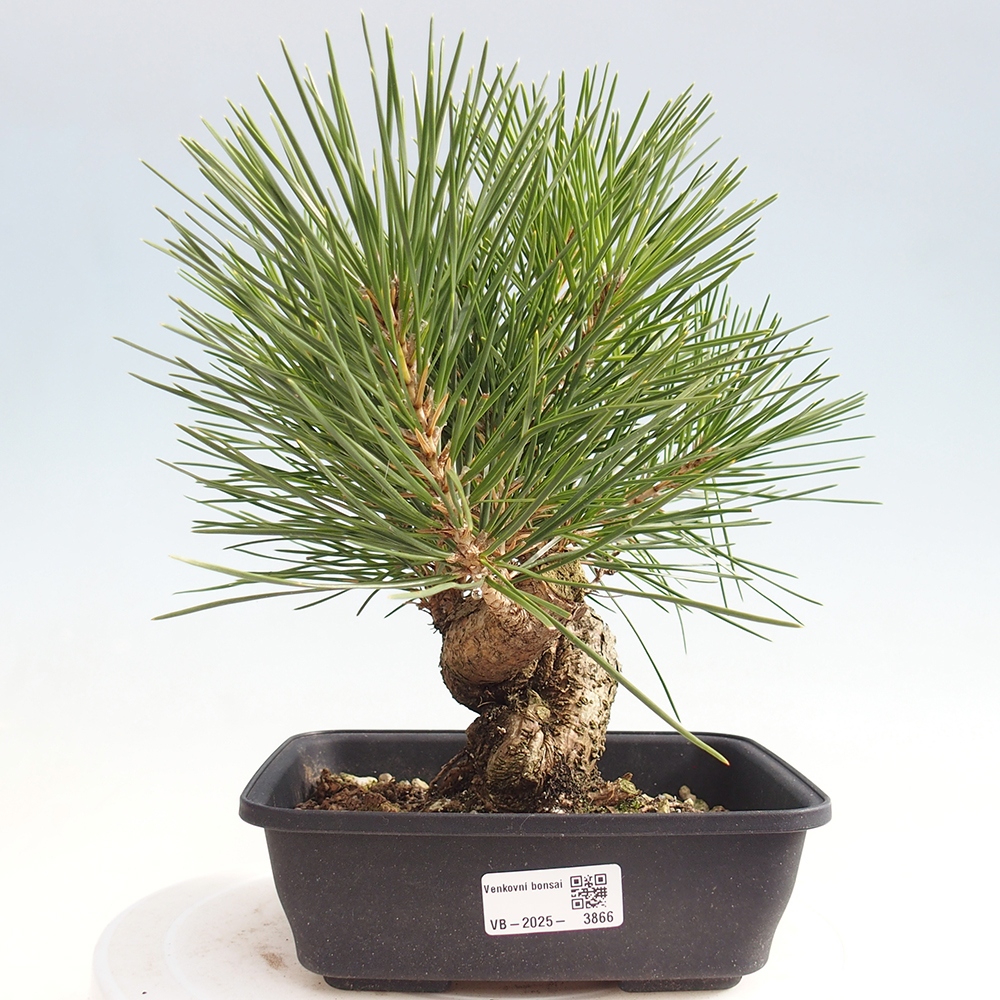 Venkovní bonsai - Pinus thunbergii - Borovice thunbergova