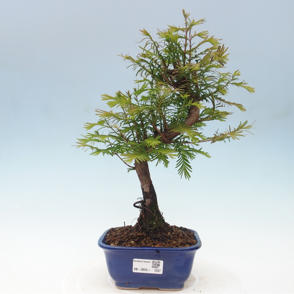 Venkovní bonsai - Metasequoia glyptostroboides - Metasekvoje čínská