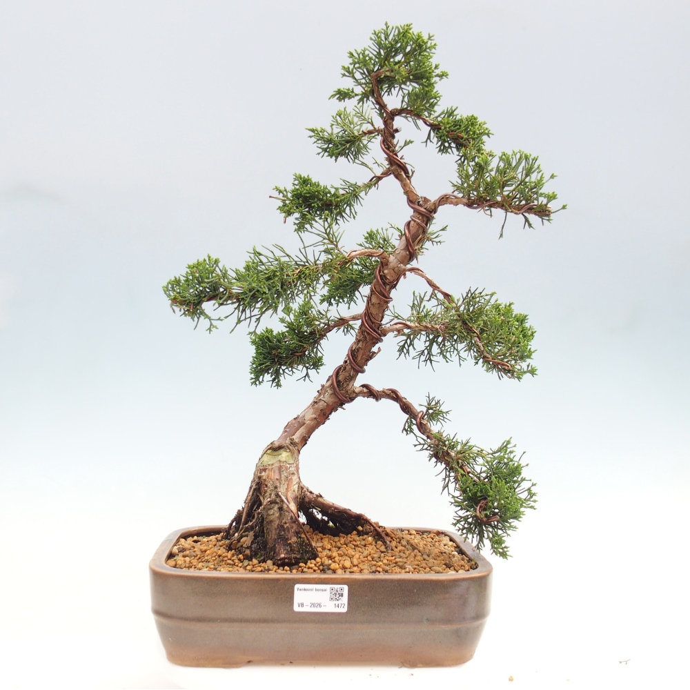 Venkovní bonsai - Juniperus chinensis Kishu -Jalovec čínský